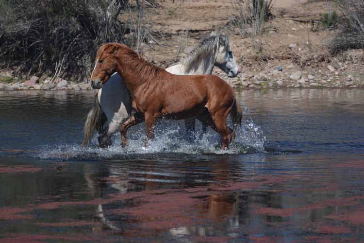 mustangs